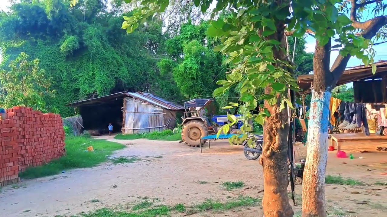 छोटा👌सा पेड़ उखाड़🤣 ने के लिए TRACTOR 🚜 ले आया __  #bulldozerofficial #automobile 