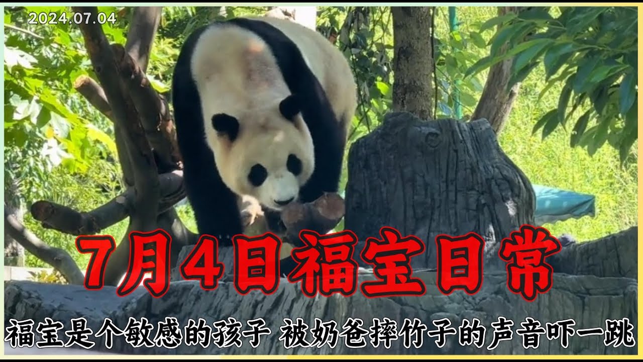 24.07.04 福宝是个敏感的孩子，被奶爸摔竹子的声音吓一跳#푸바오 #panda #fubao #cutepanda #福宝 #大熊猫福宝 #animals