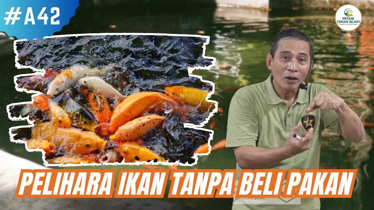 Cara Pelihara Ikan Tanpa Beli Pakan