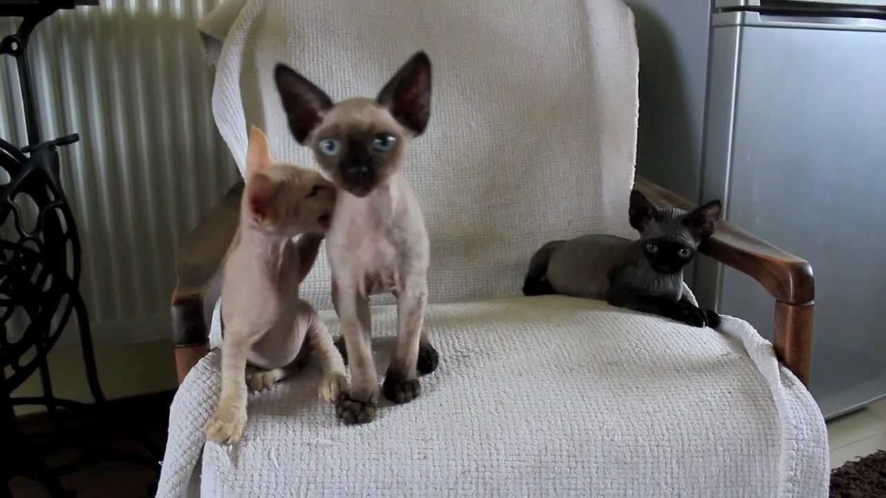 i love devon rex