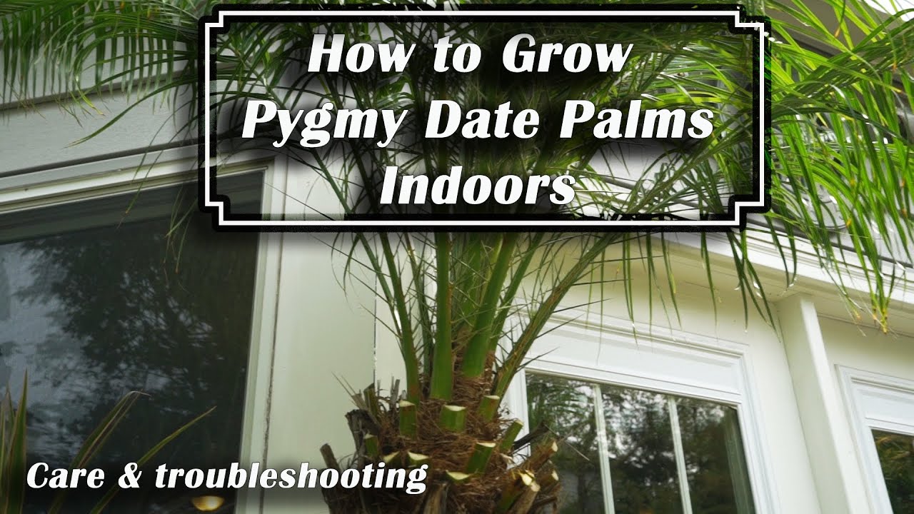 How to Grow Pygmy Date Palm || Phoenix roebelenii Houseplant Care