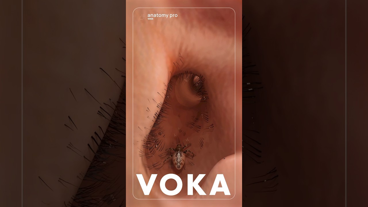 What would happen if a spider got into your ear? Explore in 3D!
