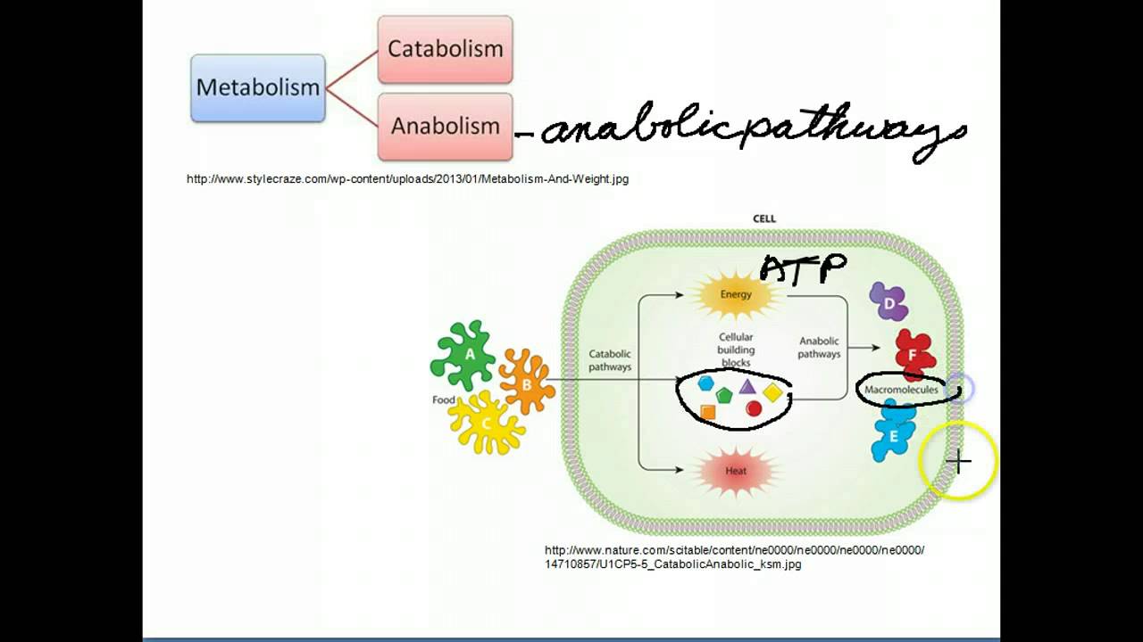 Catabolic and Anabolic Pathways