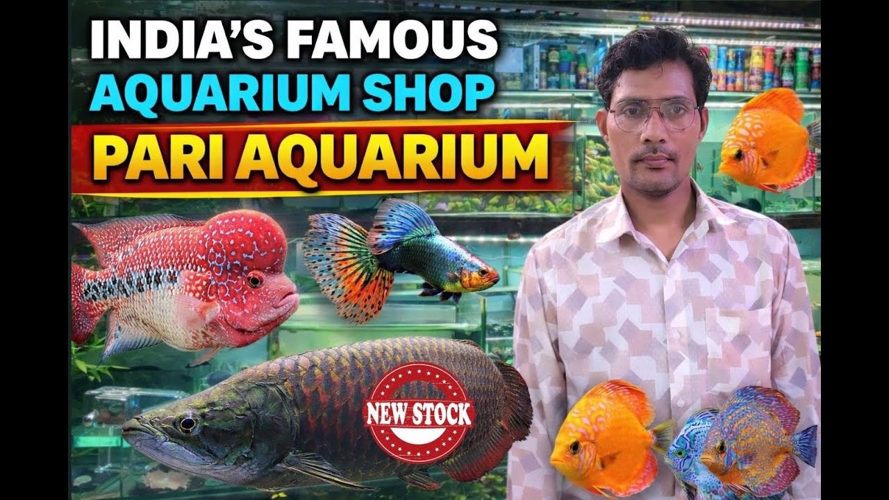 India's Best aqurium shop | Pari Aquarium | Kurla Fish Market | New stock arrived|All India Delivery