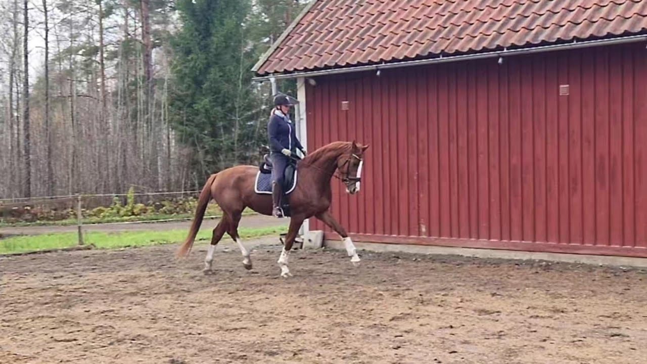 Inridning treåring