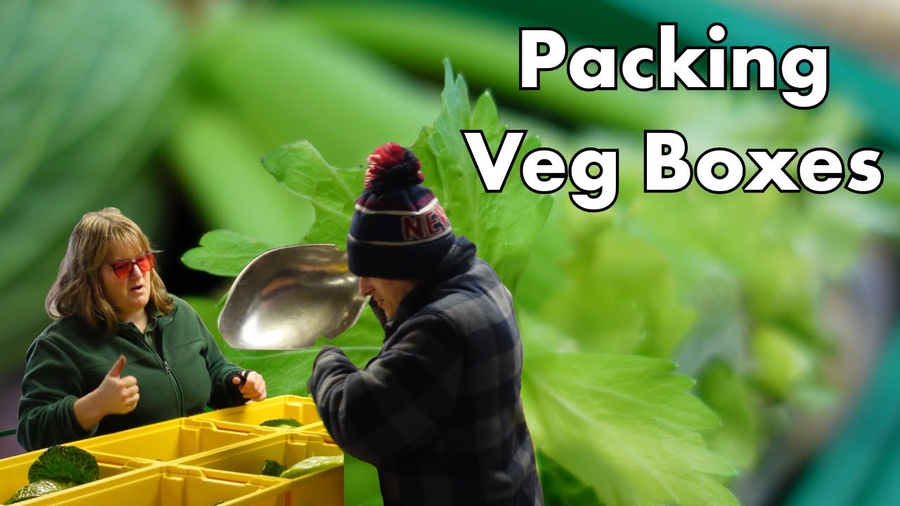 Growing Places - Packing Veg Boxes