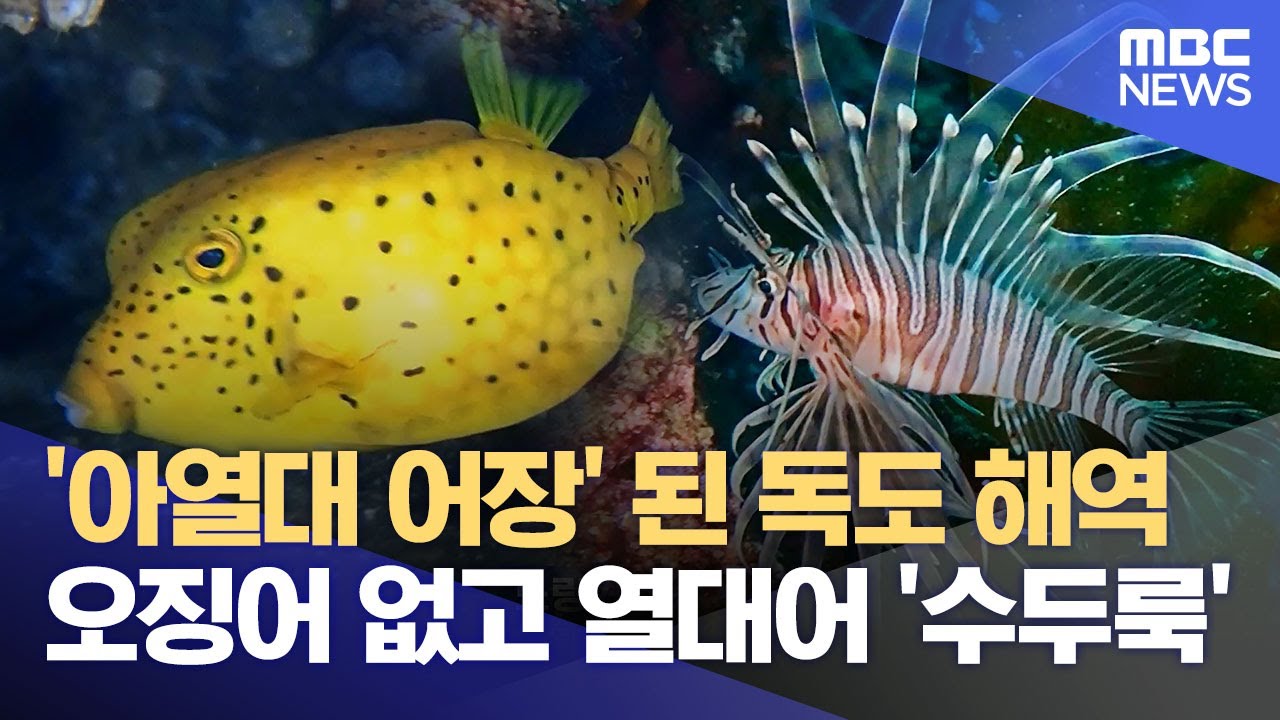 '아열대 어장' 된 독도 해역‥오징어 없고 열대어 '수두룩' (2024.10.04/뉴스투데이/MBC)