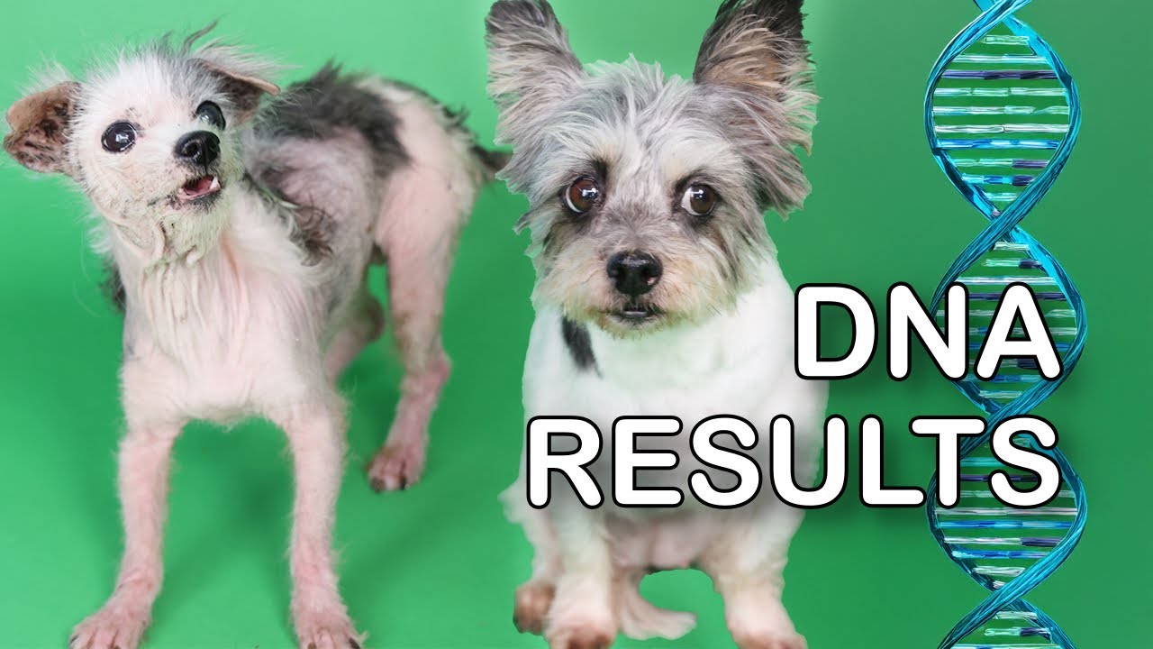 Are They Related? Pippa & Polly DNA Results (LIVE 🔴)