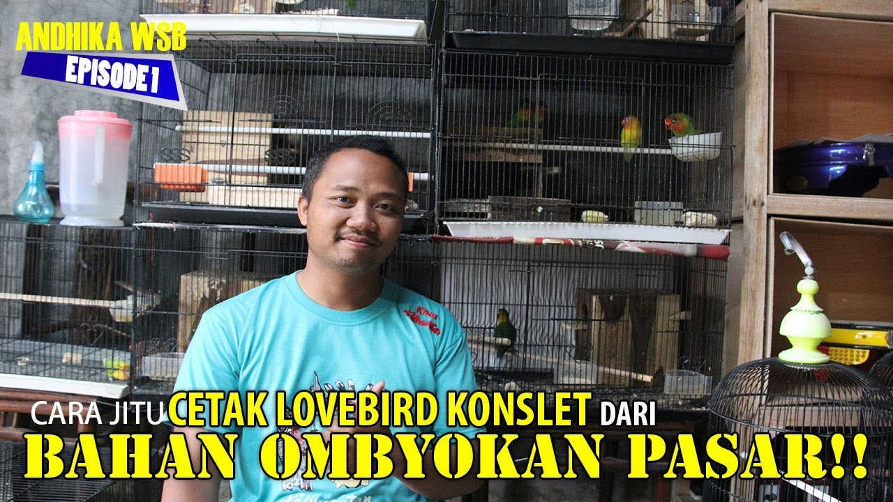 Belajar Lovebird : Cetak Lovebird KONSLET!! Dari Burung BAHAN OMBYOKAN PASAR
