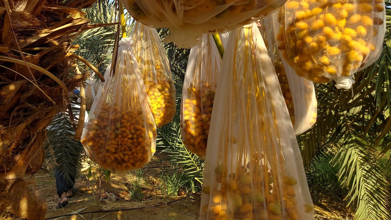 أرباح و مكاسب زراعه النخل الصعيدى و تحميل خطين مانجو وأفضل الأصناف ذات عائد استثمارى متميز الواحات !