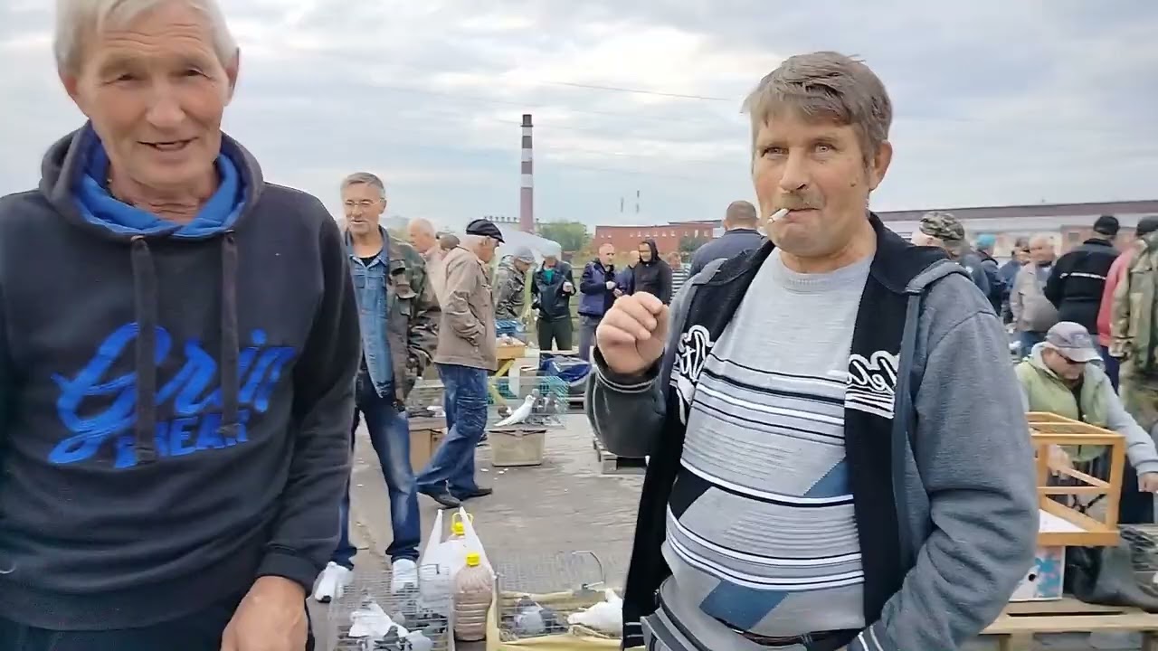 Ярмарка голубей г.Тула 16.09.23