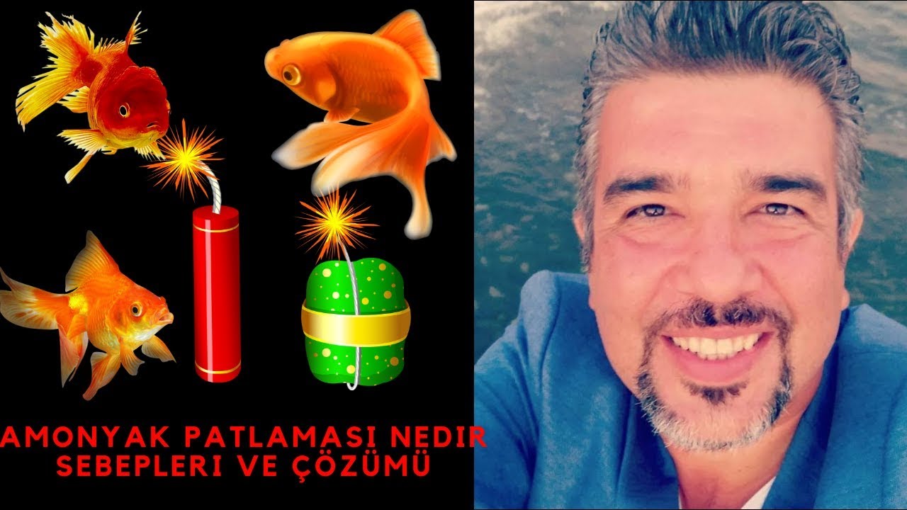 AMONYAK PATLAMASı NEDiR SEBEPLERi (Akvaryumda Azot Döngüsü Yeni Nitrat Sendromu Bakteri Kültürü)
