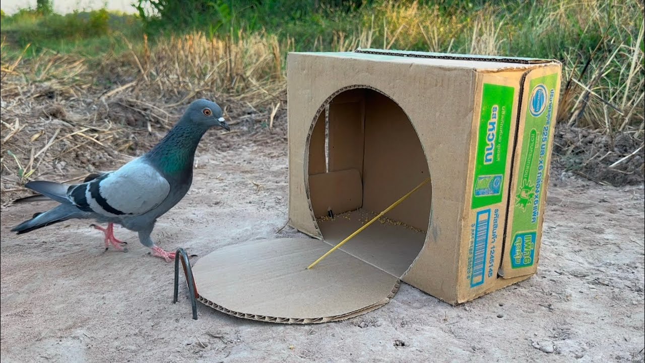 Easy And Awesome Pigeon Trap Using Box _ Creative Bird Trap