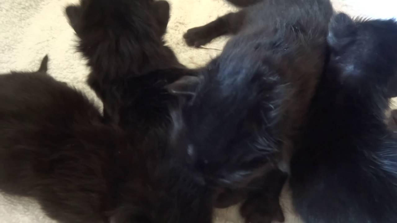 Tiny kittens purring for the first time