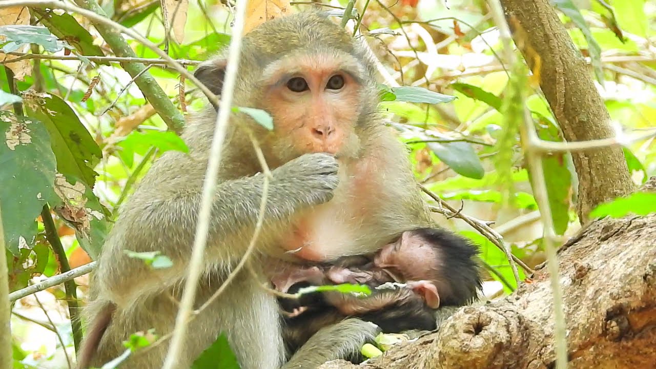 Amazing Mother Casi Loves and Cares for Her Offspring So Well