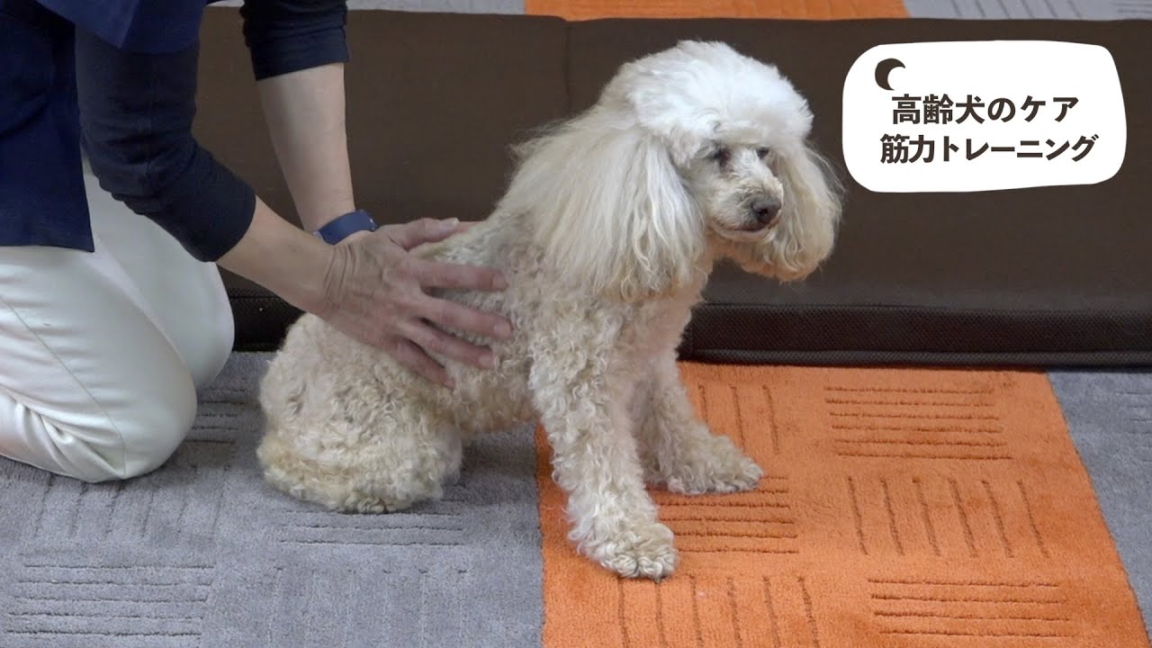 高齢犬のケア　筋力トレーニング
