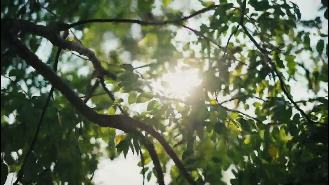 Morning Symphony - Tranquil Sounds for Stress Relief