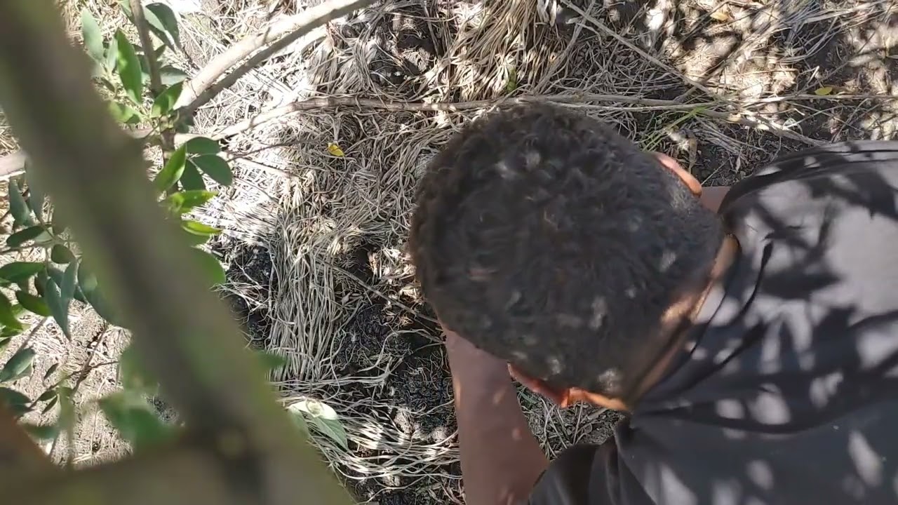 Conoce La almeja de agua dulce😱un trago amargo😱😱