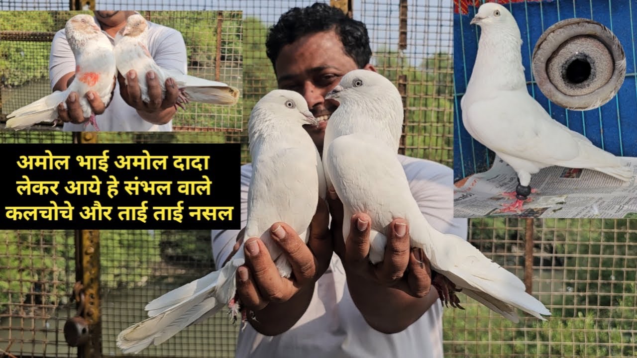 Amol Bhai Ke Sambhal Wale & Shisham Wale Kalchoche Aur Tai Tai Nasal,Bedag Full White,Dubaz Kabootar