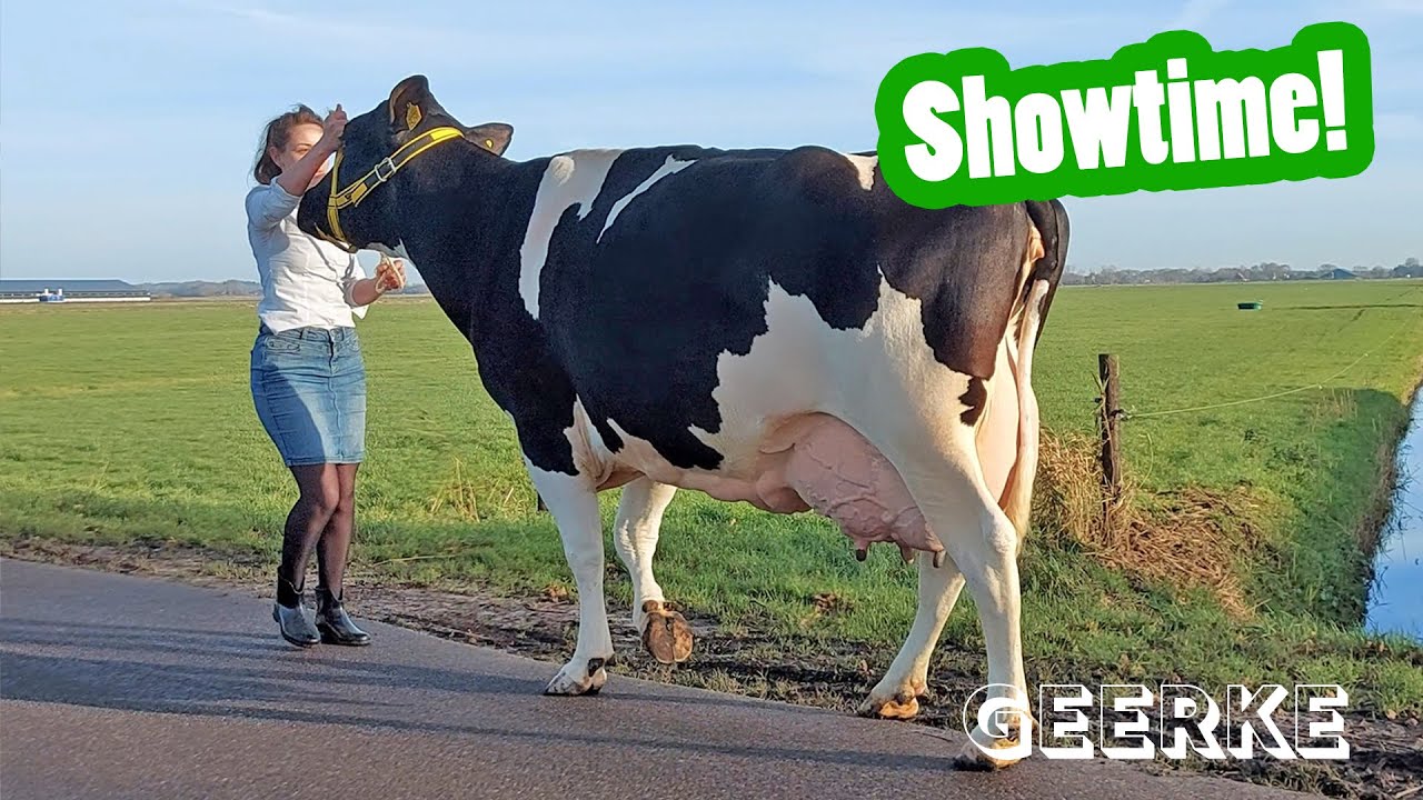 Showtime! Wat een topkoe! - Geerkes vlog #10 - Vloggende jonge boeren