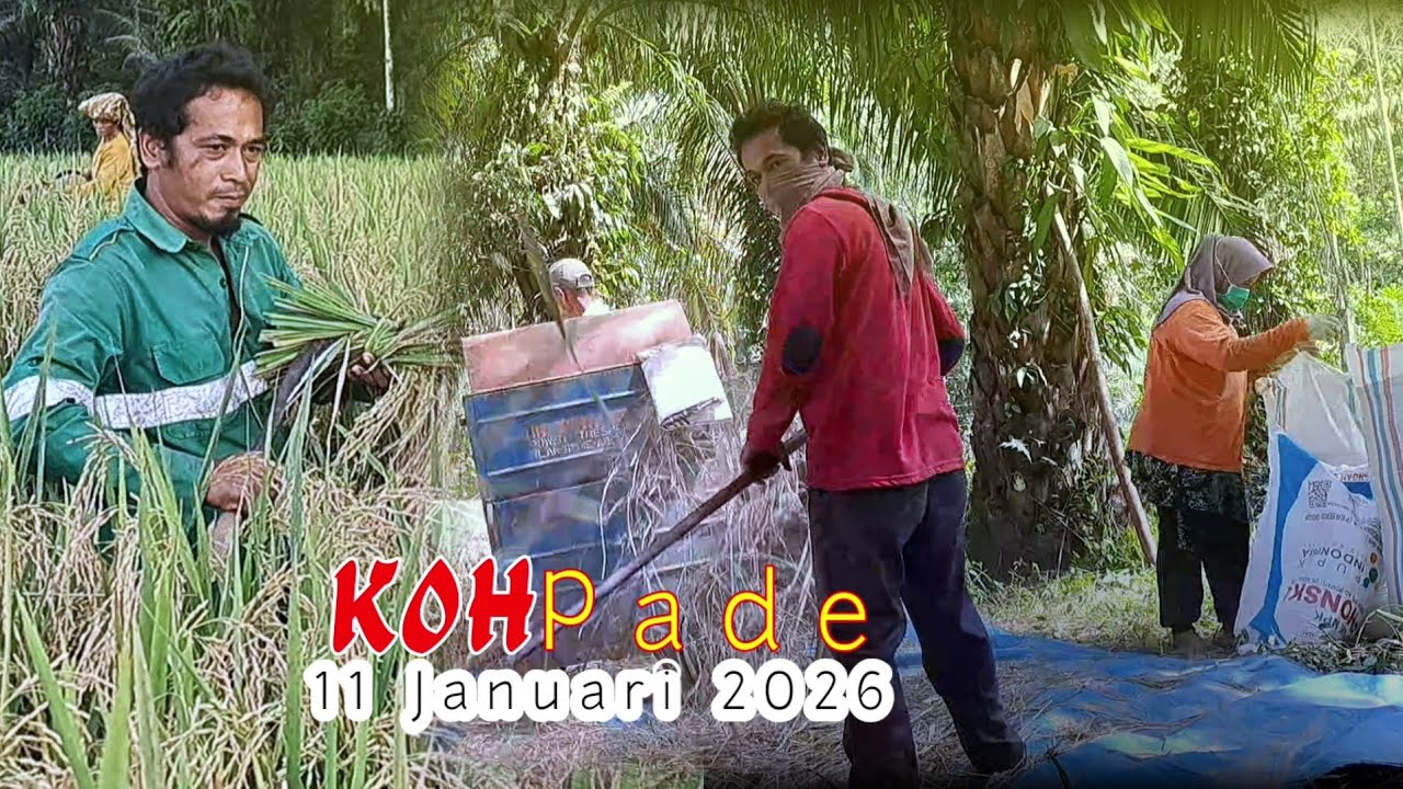 KOH PADE 11 Januari 2026 | Video Alam | Alam Channel