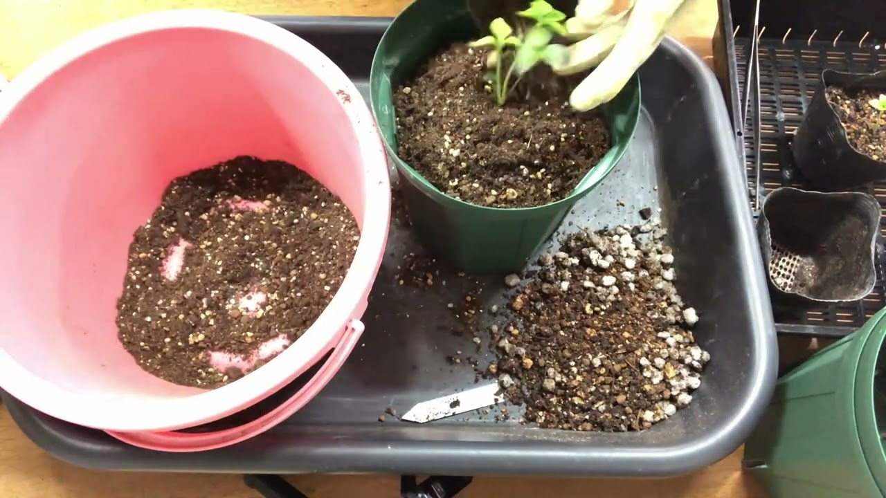 【2倍速】実生クリスマスローズの植え替えをしていこうとおもいます。【Yuuka's Farm♪】【実生】【クリスマスローズ】