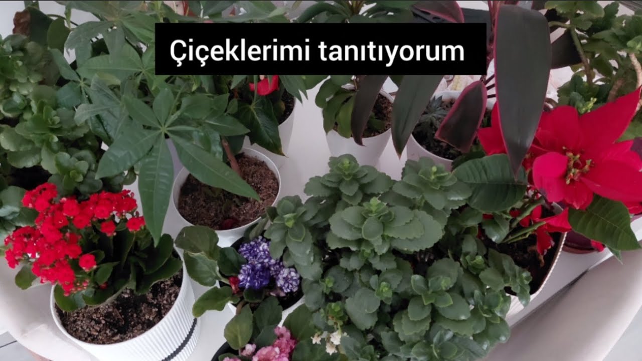 Çiçeklerimi Tanıtıyorum 🏵🌼🌸 