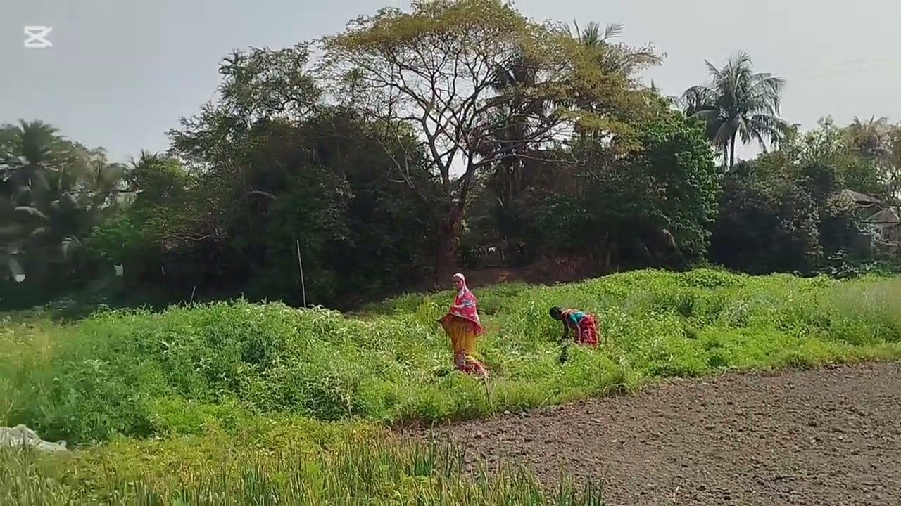 আলুর ফলনে কৃষকের মুখে হাসি।