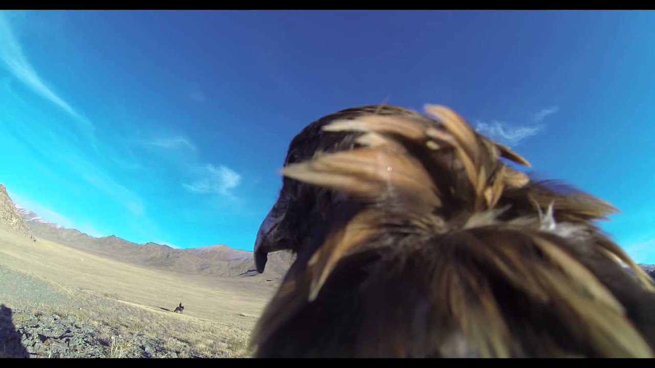 Speed diving Eagle with GoPro in Mongolia #2