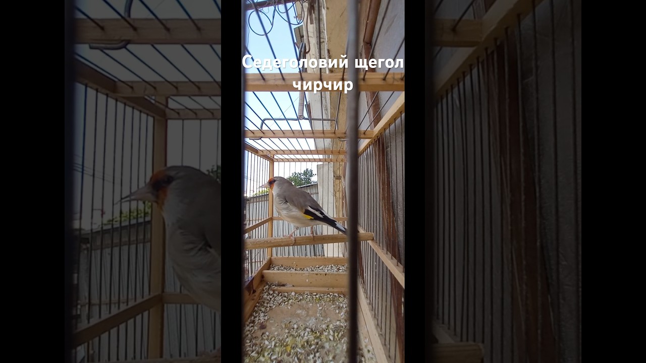 Седеголовий щегол #чирчир #birds #рекомендации #щегол #canary #finches #саба #goldfinch #sehre