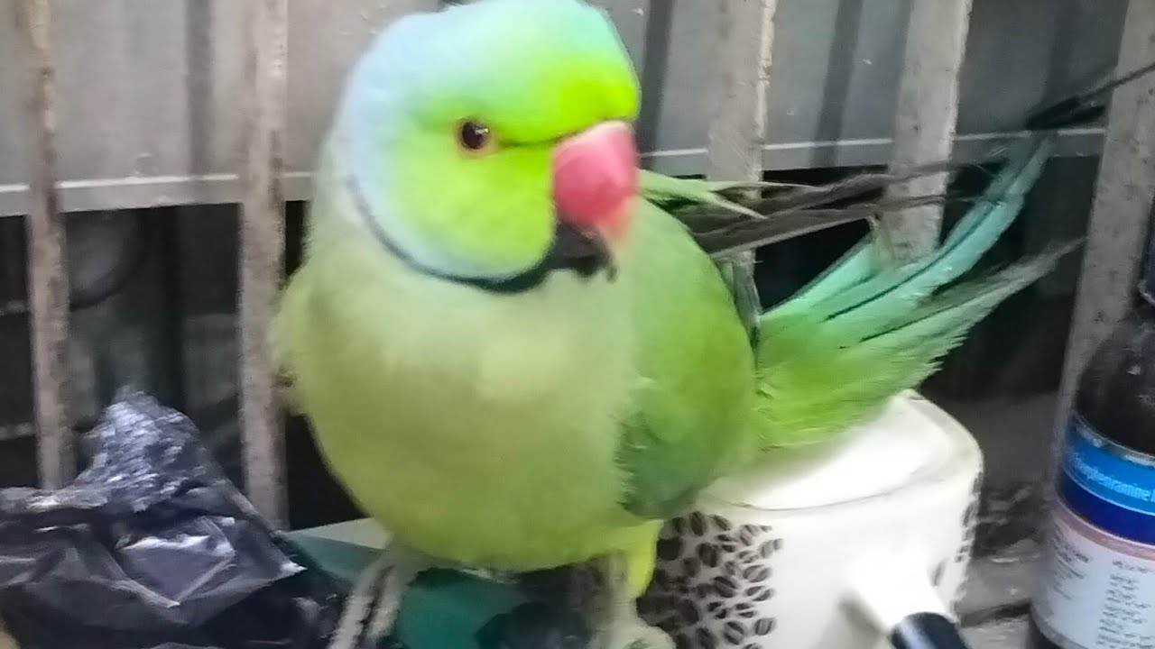 सुबह सुबह के गुड मॉर्निंग दोस्तों आज देखो मैं कहां पर जा रहा हूं 🦜🐦
