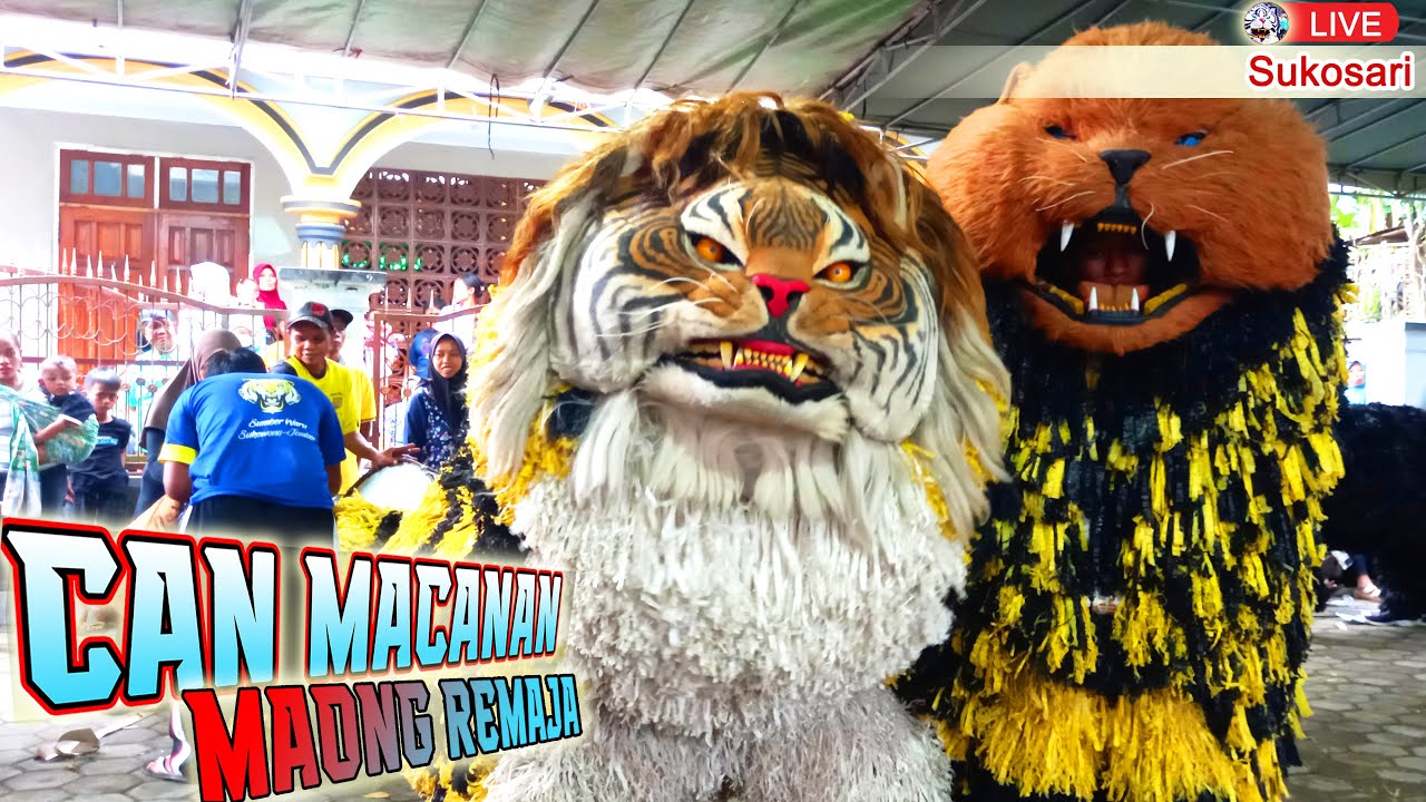 CAN MACANAN MAONG REAJA LIVE SUMBER BUBUH SUKOSARI