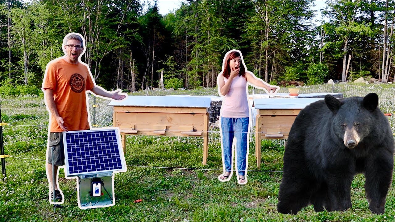 This Should STOP them, Protecting Our HONEY Bees from the BEARS!