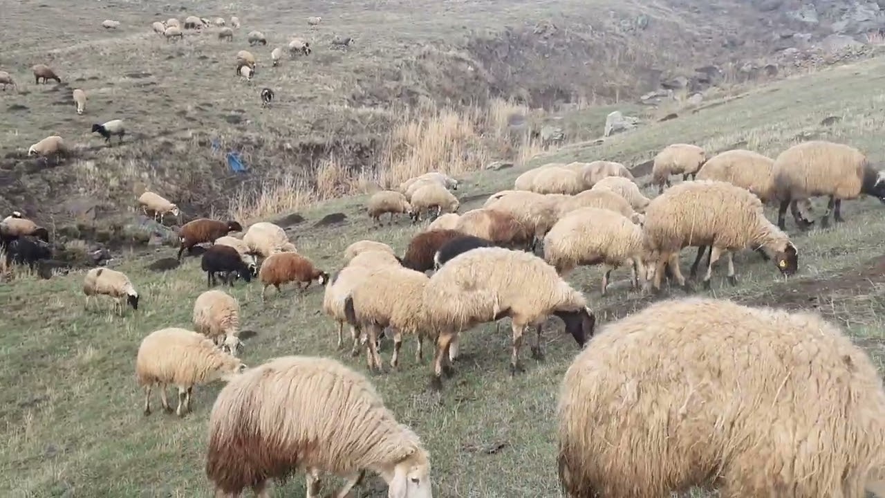KUZUSU ÖLEN KOYUNA BAŞKA BIR KUZUYA ALIŞTIRDIK#keşfet #koyun#akkaramankoyunu #morkaraman #kangal
