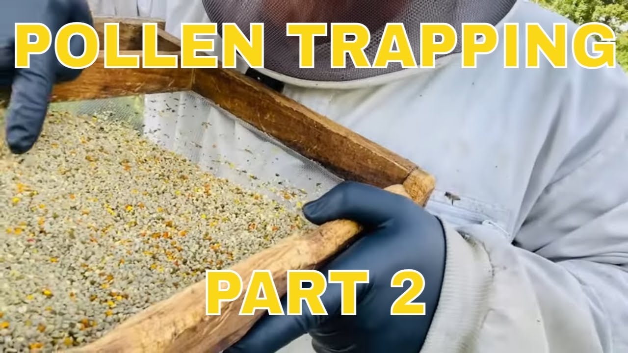 Pollen Trapping Part 2- Collection