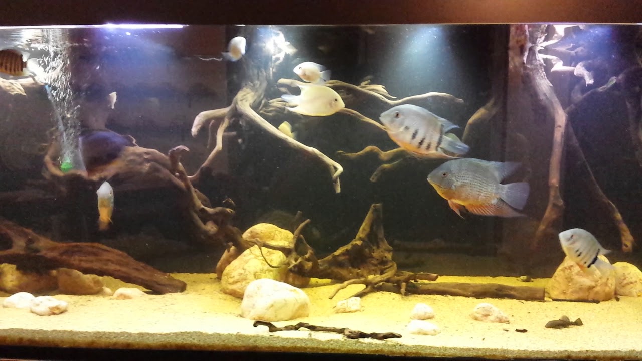 Heros severum varie specie e misure! !gold...notatus...rotkail..180x60x60