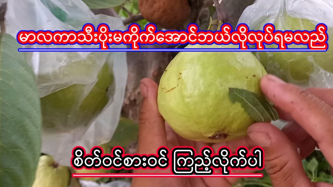 မလကာသီးပိုးမကိုက္ေအာင္ဘယ္လိုလုပ္ရမလည္koyoe စိုက္ပ်ိဳးေရး စိတ္ဝင္စားဝင္ၾကည့္လိုက္ပါ Agriculture