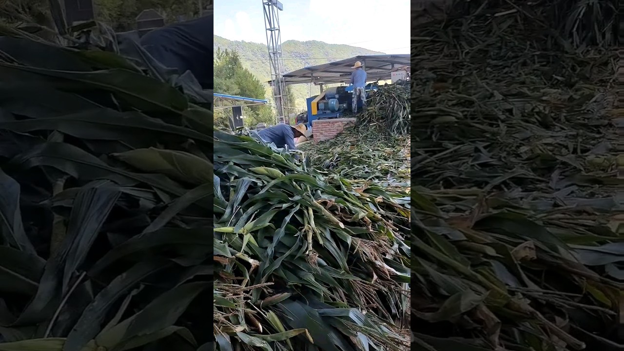 Making Corn Food  For Pigs  #satisfying #shot