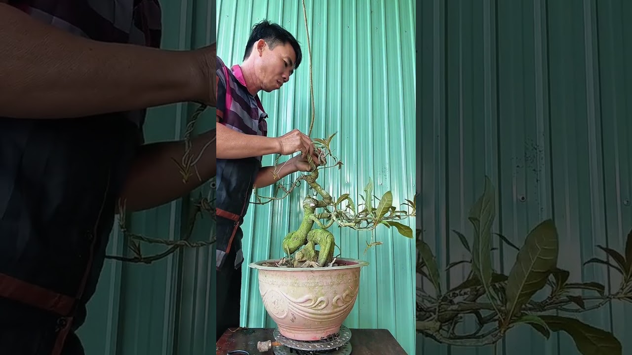 Creating a stunning Ficus microcarpa bonsai tree #artisticbonsai#bonsai#caycanh 