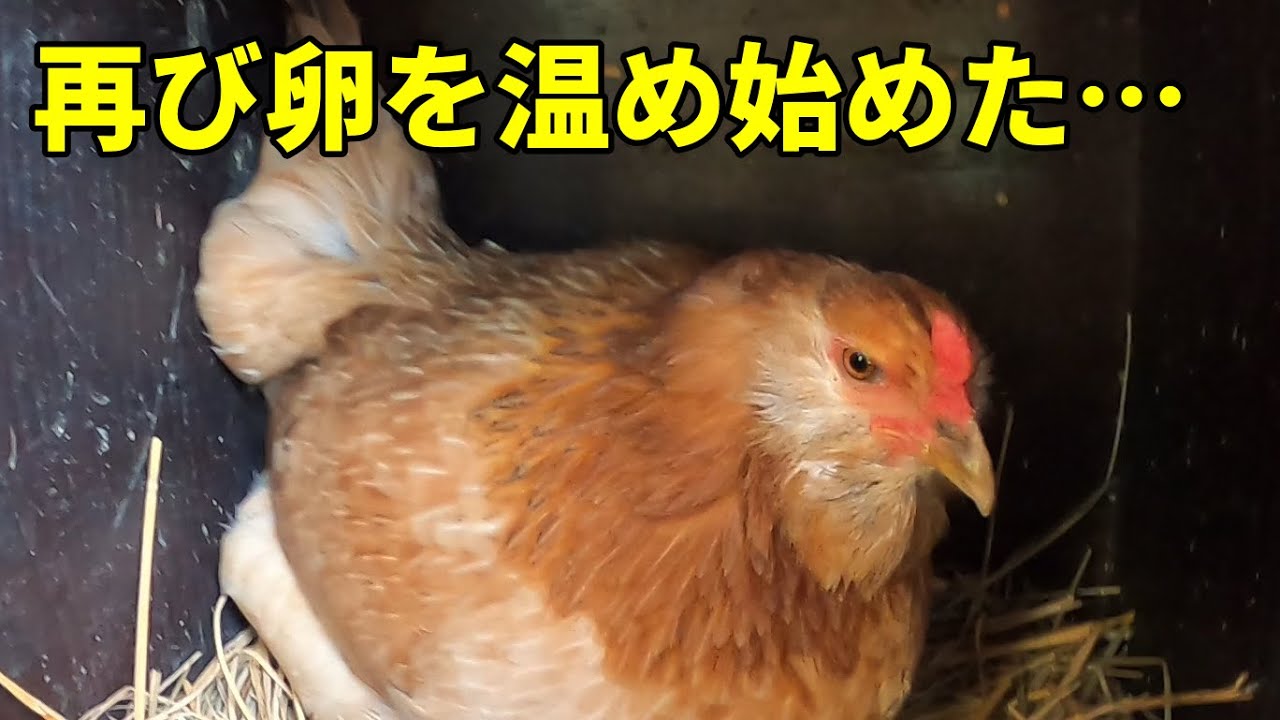 もはや新しいヒヨコを飼うキャパがありません！！【ニワトリ飼育】 214話目