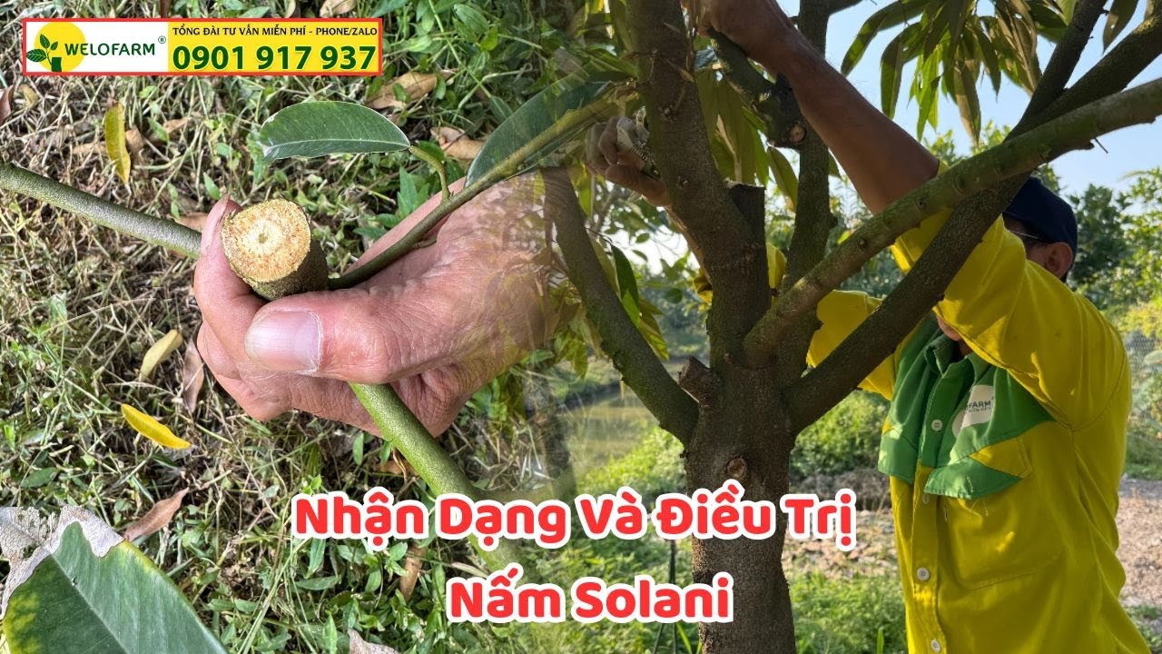 Nhận dạng và cách trị khô cành chết nhánh do nấm Solani