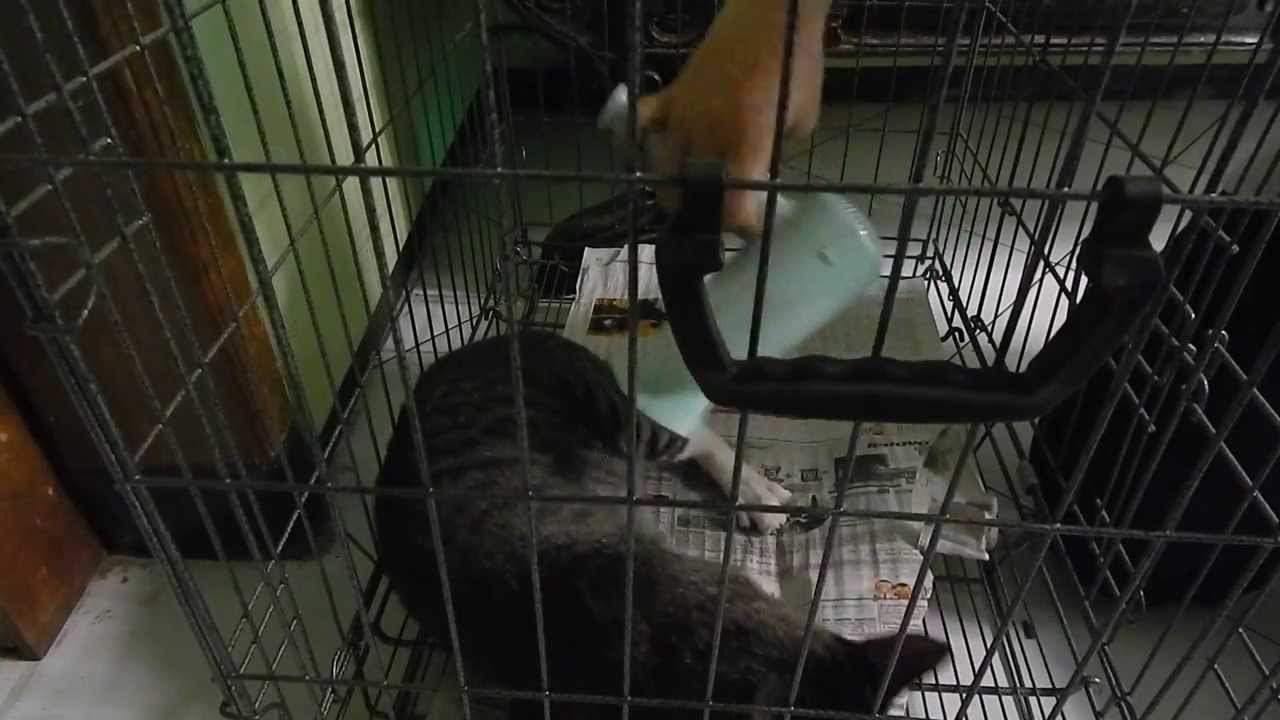 Cat Loves Hairdryer