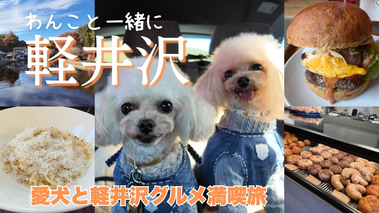 【トイプードルと一緒に軽井沢の旅2025】秋の軽井沢を愛犬と巡る！ペットOK軽井沢グルメ大満喫の旅vlog