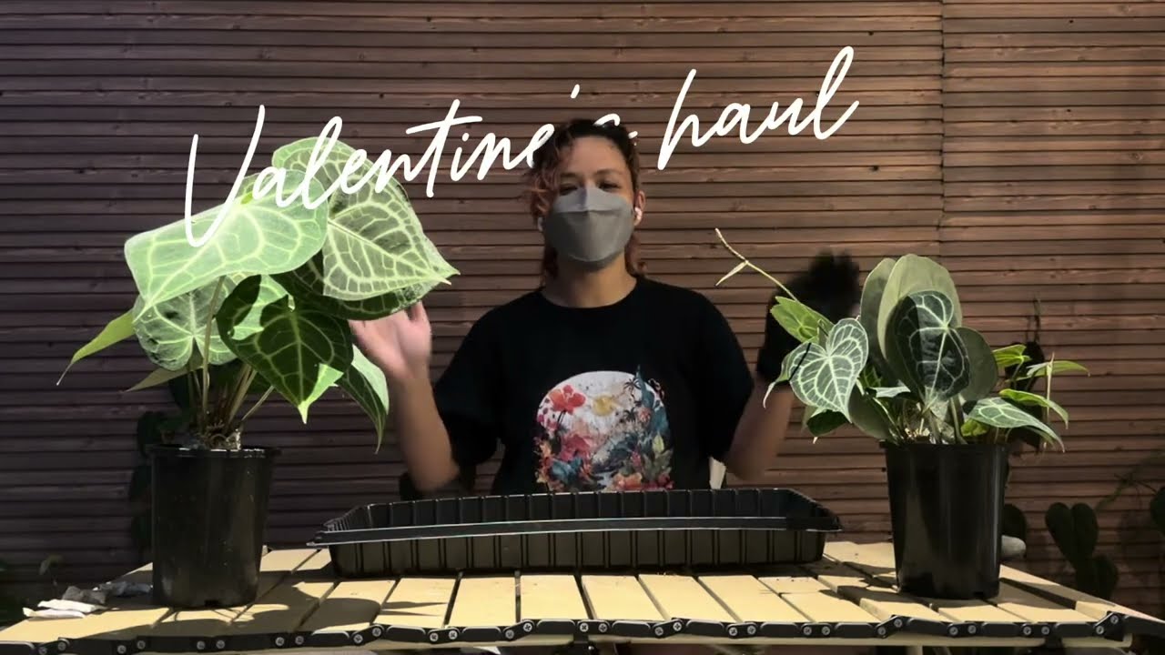 Valentine’s Plant Haul | Potting up my heart Anthuriums variants and a dark hybrid 🥹🥰💖
