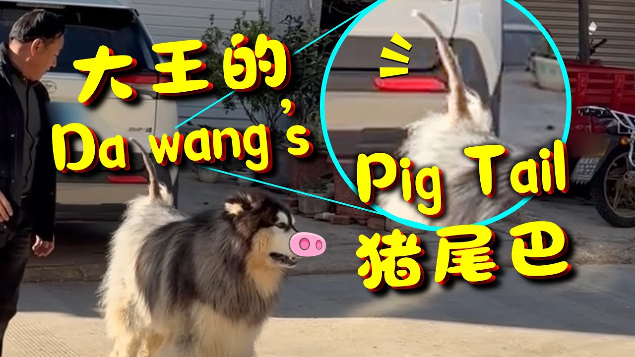 大王猪尾巴【阿盆姐家的大王】