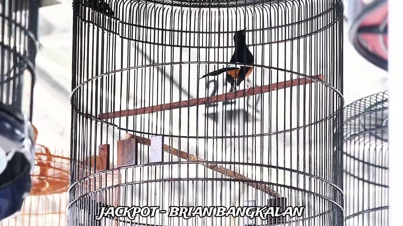 MURAI BATU JACKPOT - MR BRIAN BANGKALAN JAWARA KELAS UTAMA PJB