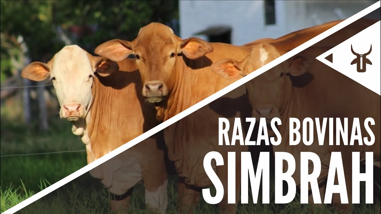 Simbrah | Razas sintéticas Brahman