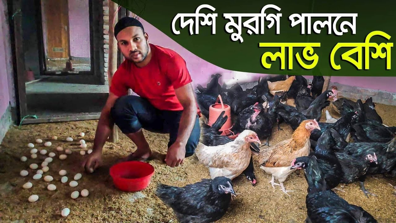 ইউটিউবে ভিডিও দেখে ট্রেনিং ছাড়া দেশি মুরগি পালন করে ব্যাপক সফল্য পেয়েছেন নরসিংদীর শফিকুল ইসলাম