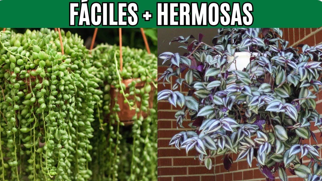 12 Plantas Suculentas Colgantes Perfectas para Interiores