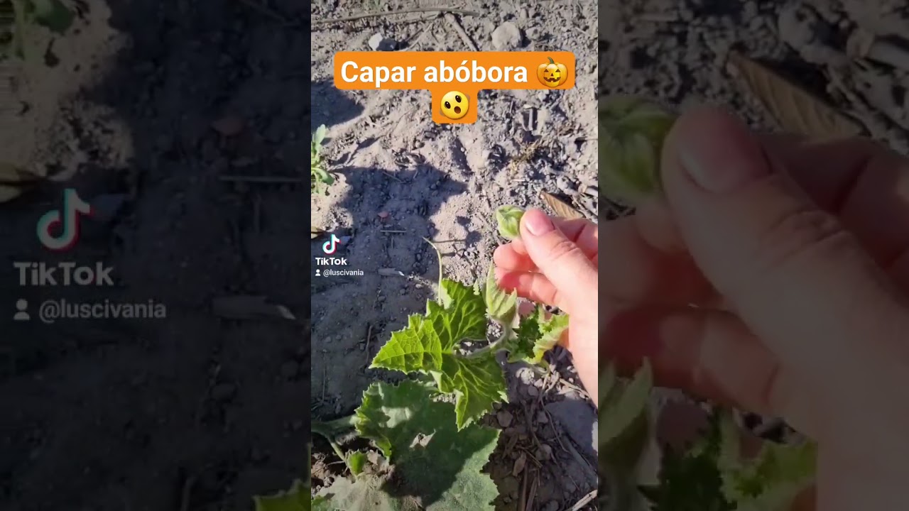 Como fazer ab&oacute;bora produzir muitos frutos #como #ab&oacute;bora